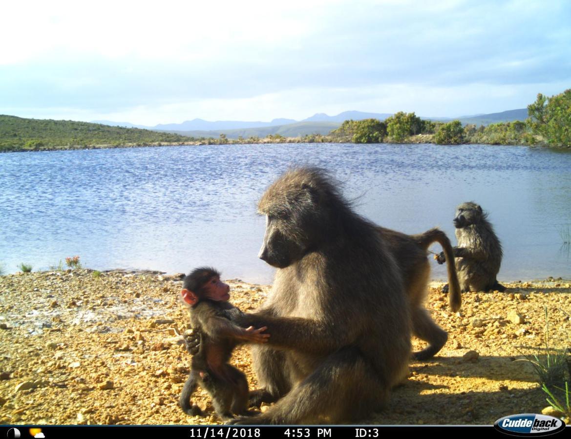 Farm 215 Private Nature Reserve Uilenkraal Εξωτερικό φωτογραφία