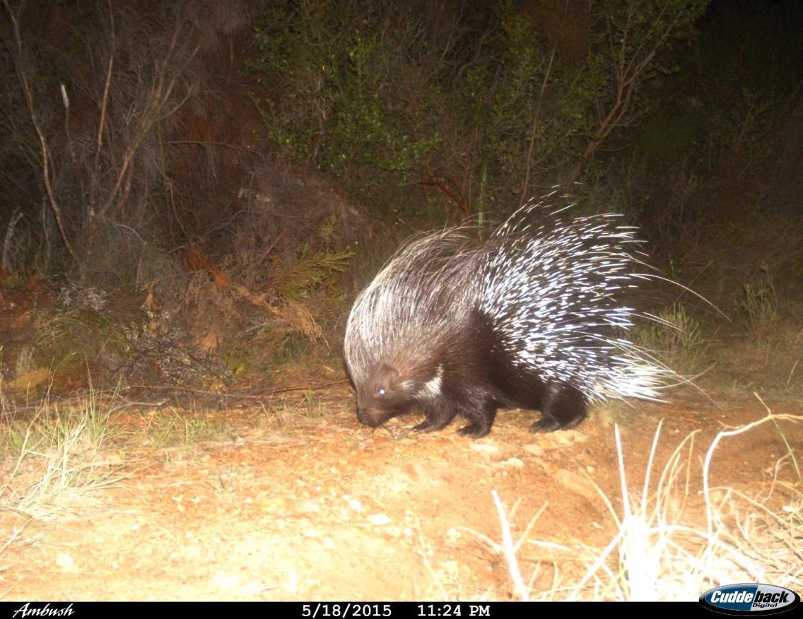 Farm 215 Private Nature Reserve Uilenkraal Εξωτερικό φωτογραφία