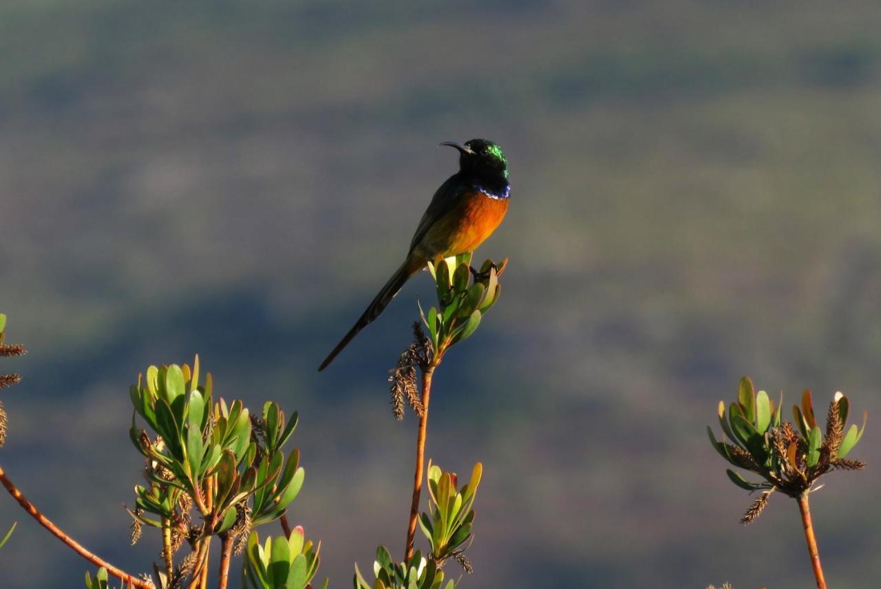 Farm 215 Private Nature Reserve Uilenkraal Εξωτερικό φωτογραφία