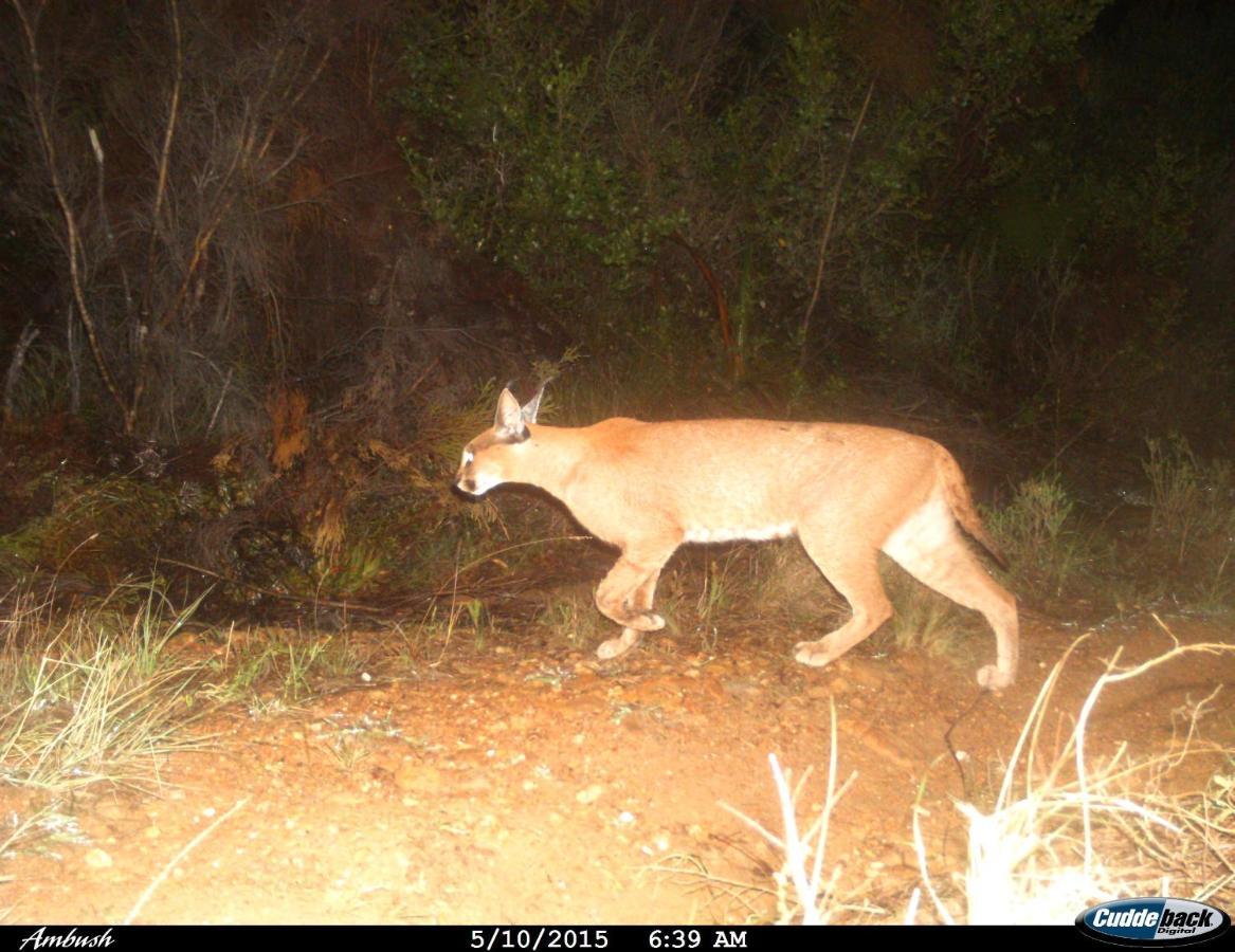 Farm 215 Private Nature Reserve Uilenkraal Εξωτερικό φωτογραφία